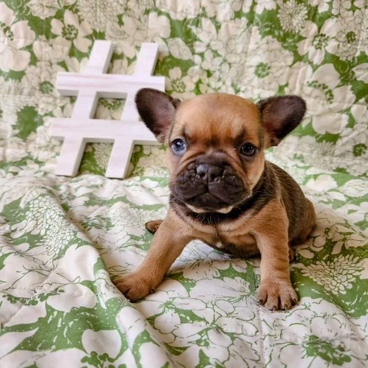 Mountain 2024 house frenchies